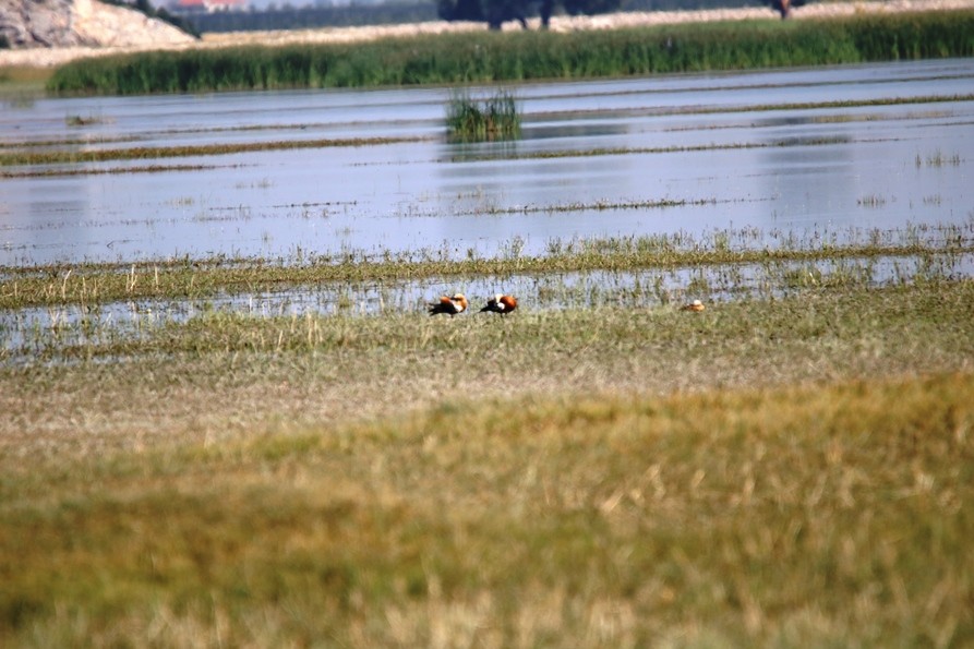 Ruddy Shelduck - ML63821711