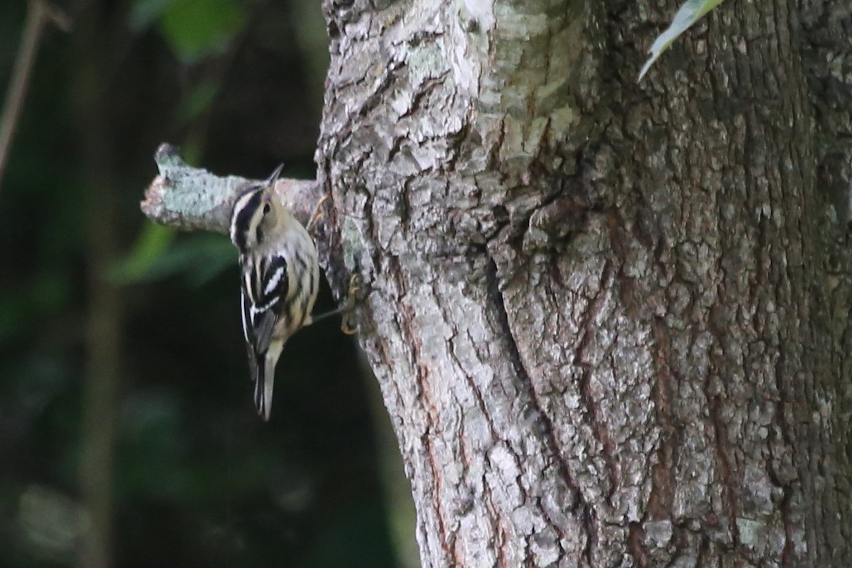 Black-and-white Warbler - ML638217141