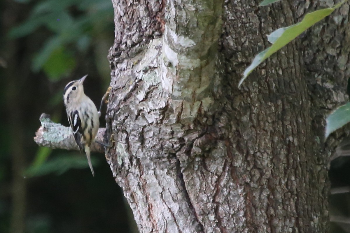Black-and-white Warbler - ML638217144