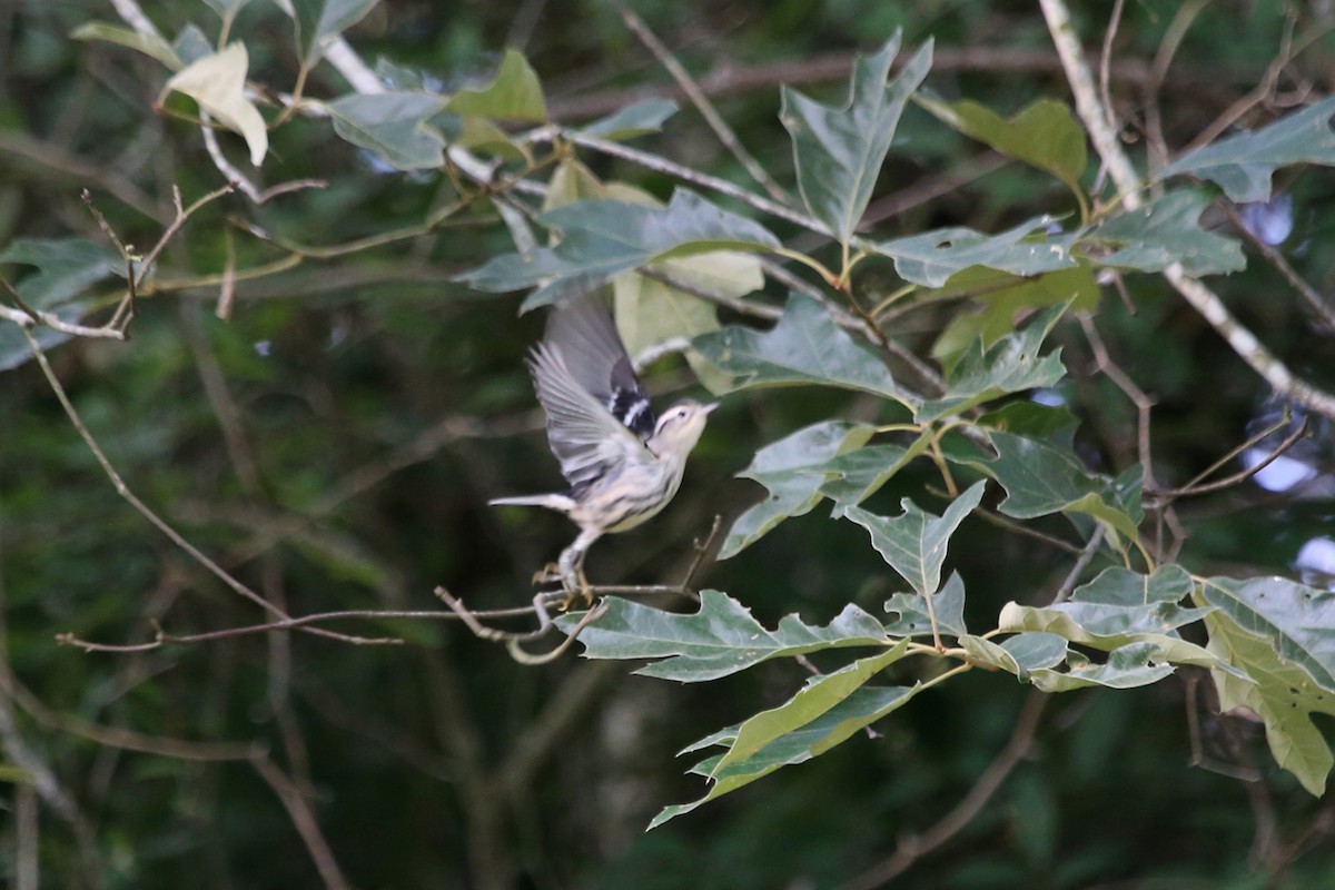 Black-and-white Warbler - ML638217145