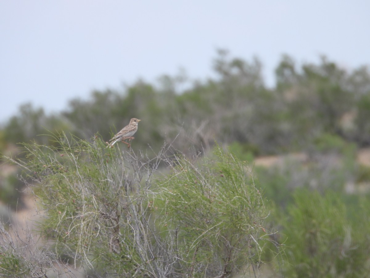 Turkestan Short-toed Lark - ML638217152