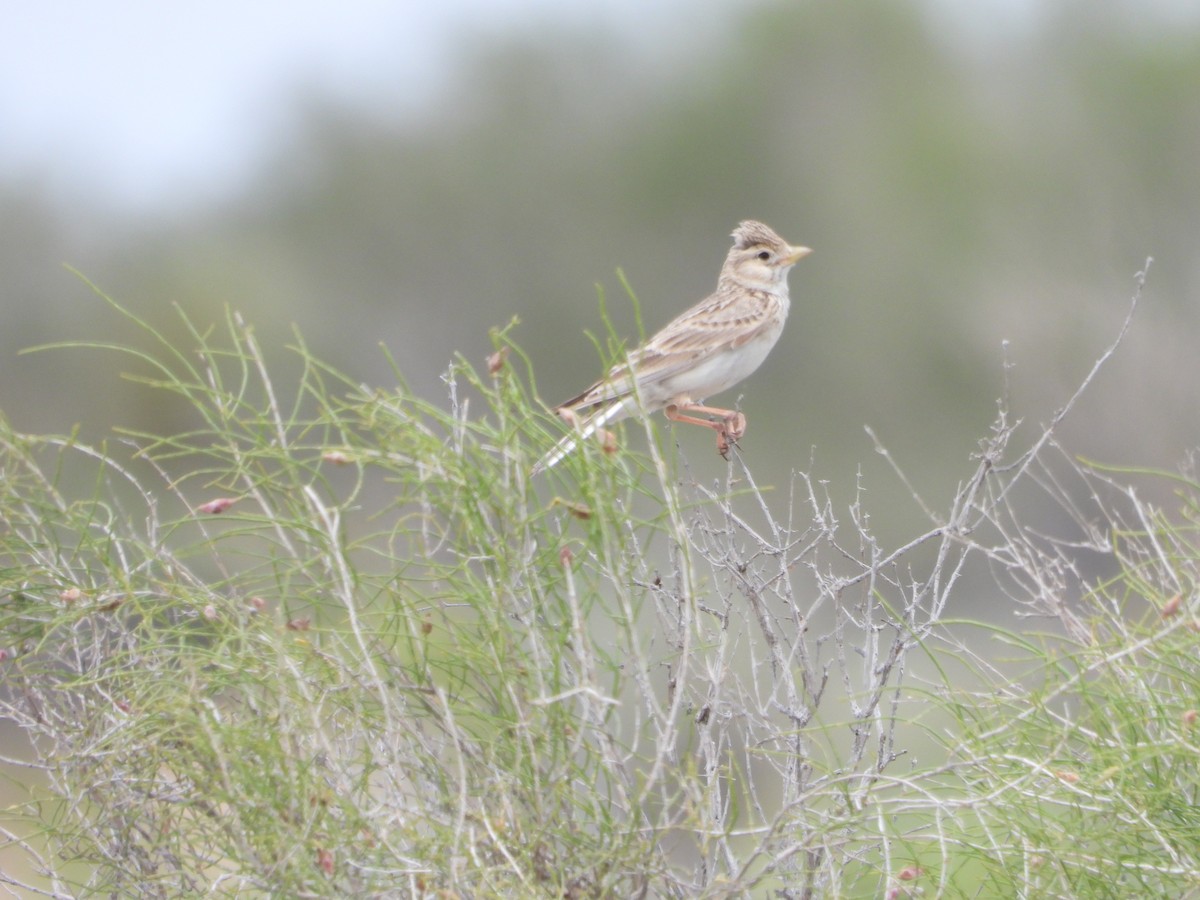 Turkestan Short-toed Lark - ML638217153