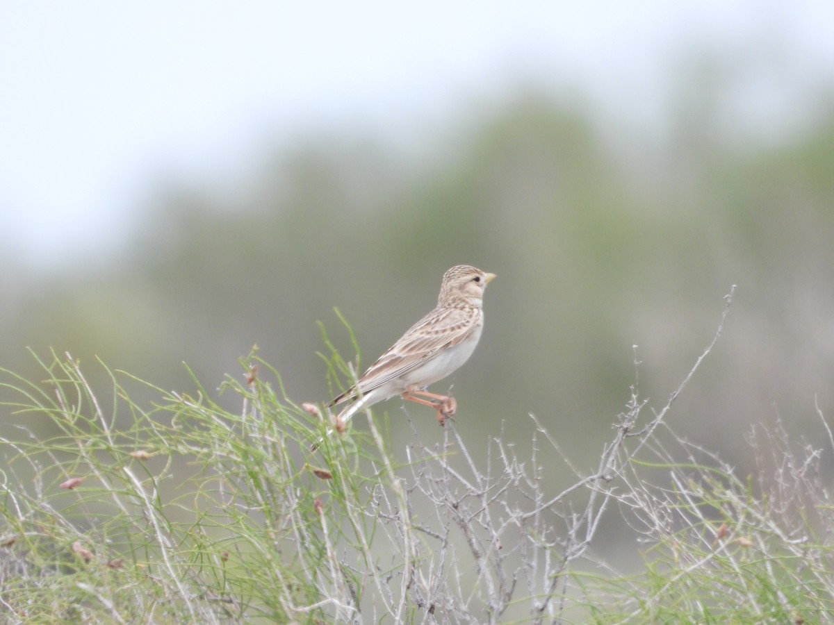 Turkestan Short-toed Lark - ML638217154