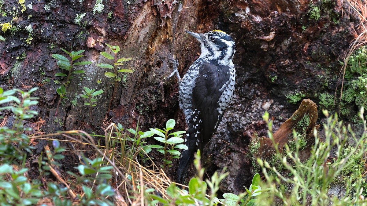 Eurasian Three-toed Woodpecker - ML638217188