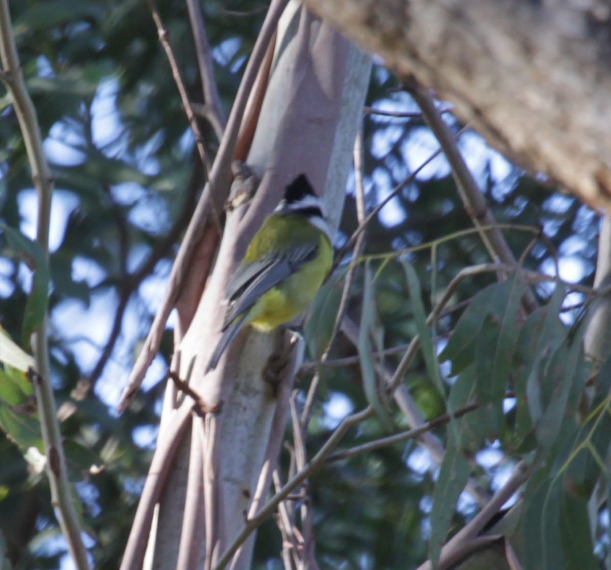 Eastern Shrike-tit - ML638217191