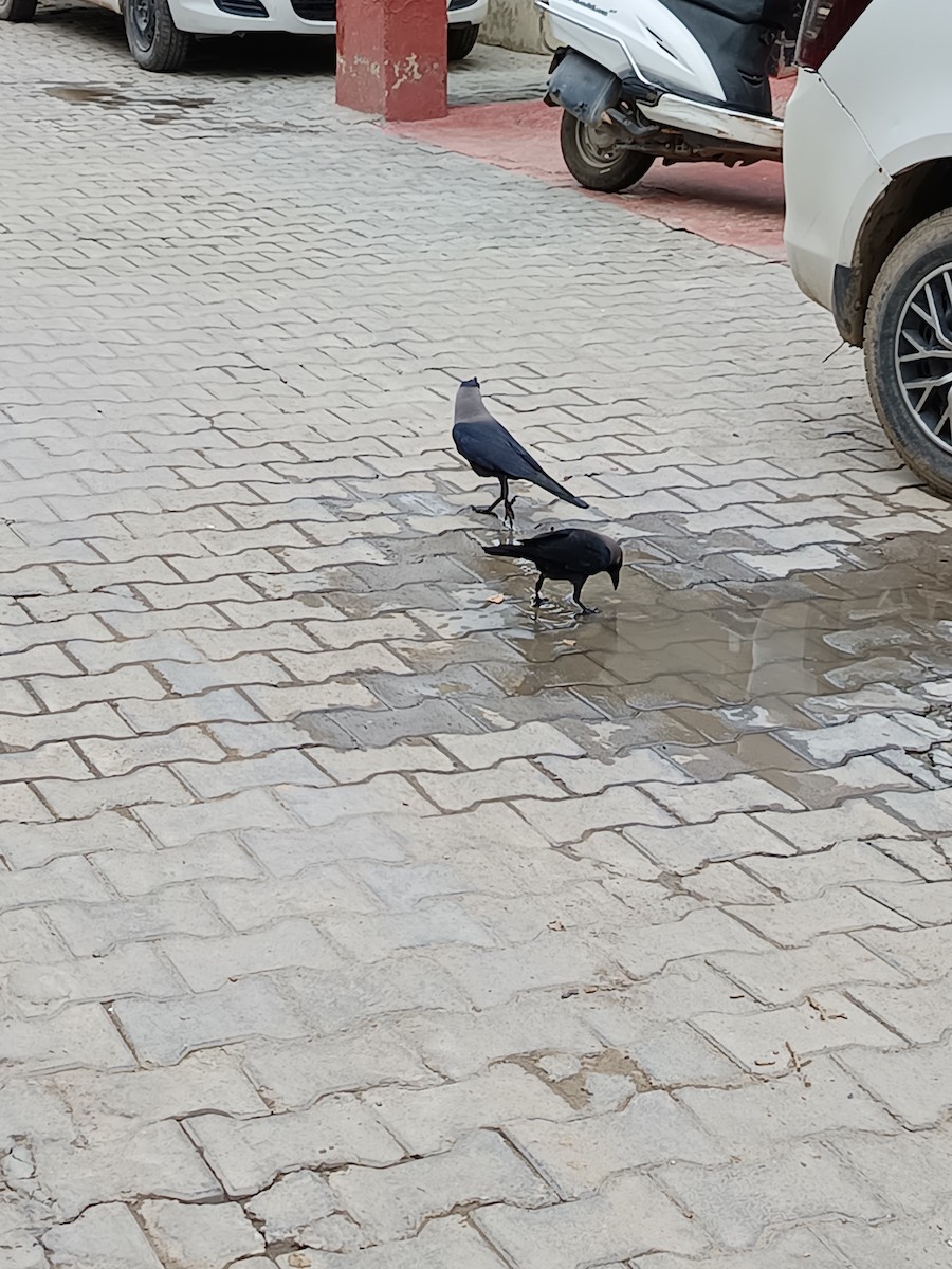 House Crow - ML638217196
