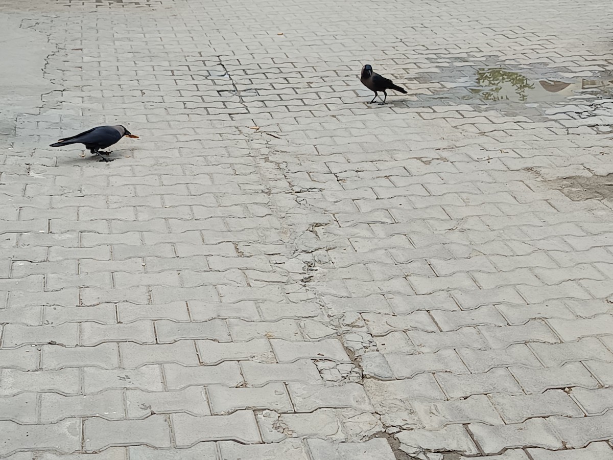 House Crow - ML638217197