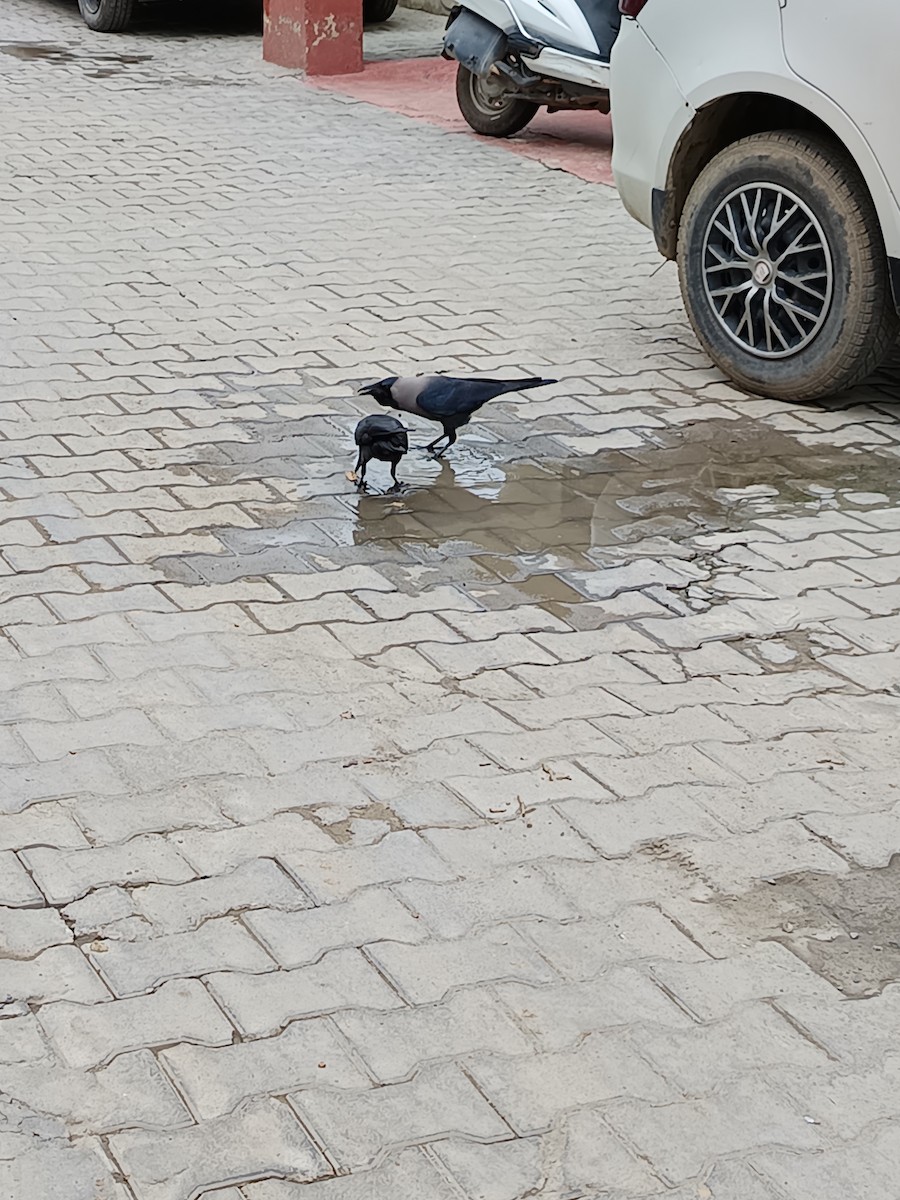 House Crow - ML638217198
