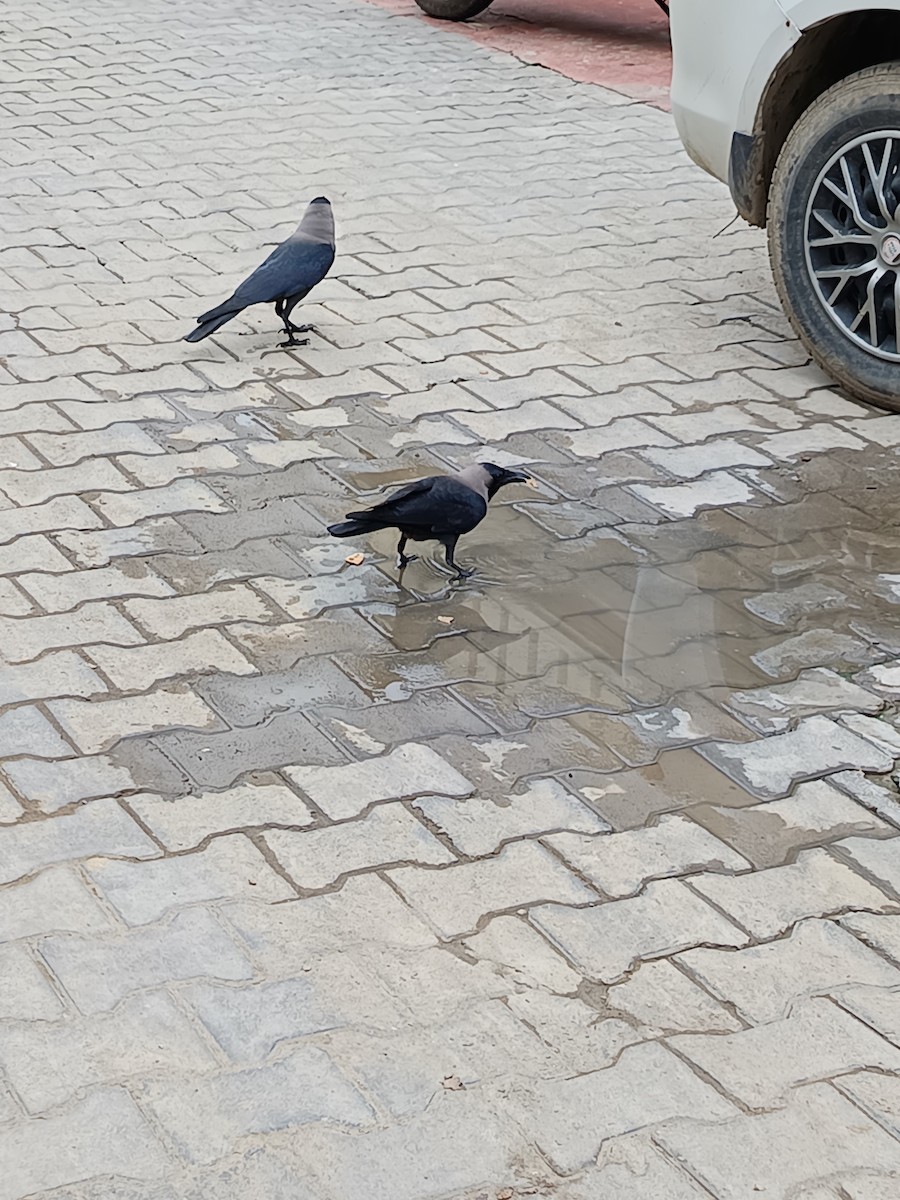 House Crow - ML638217199