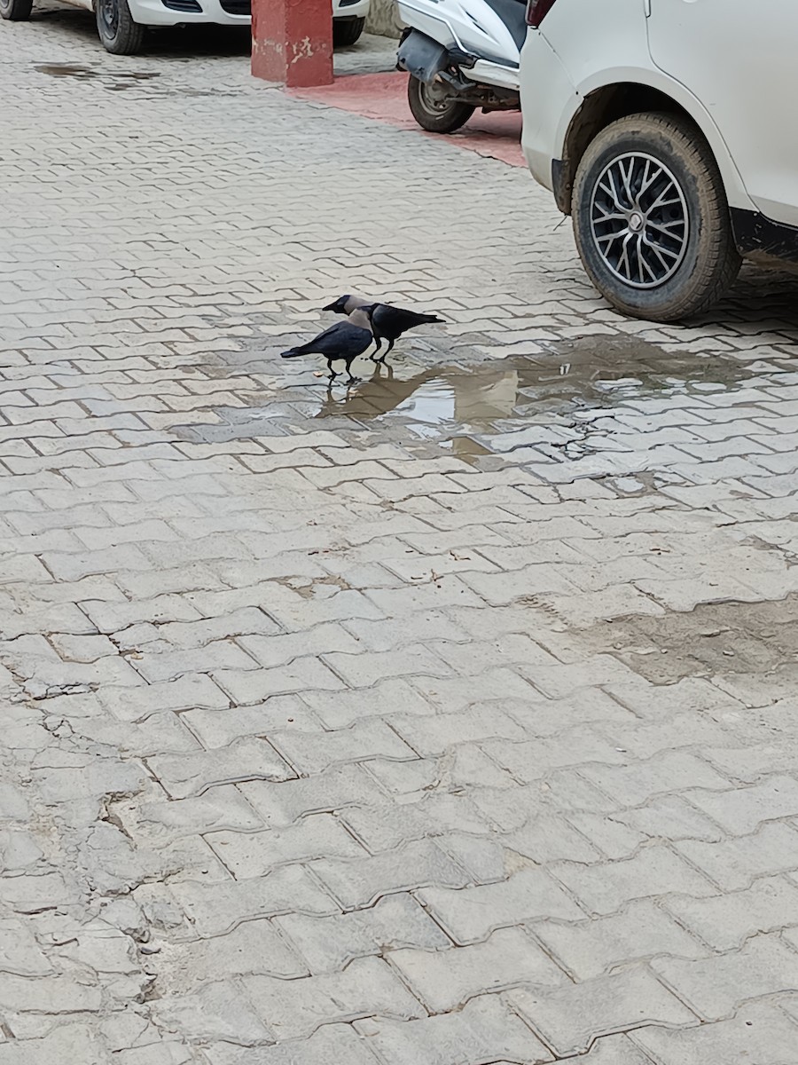 House Crow - ML638217201