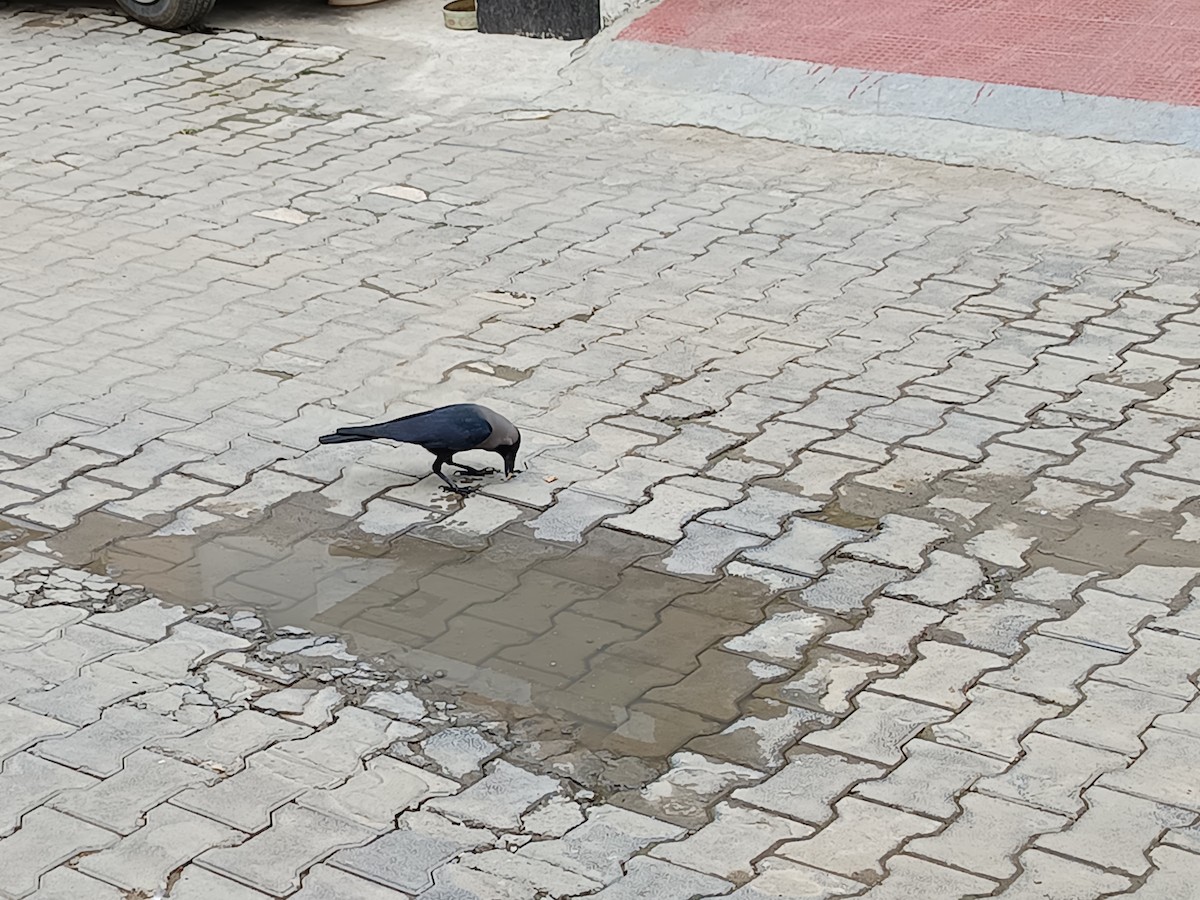 House Crow - ML638217203