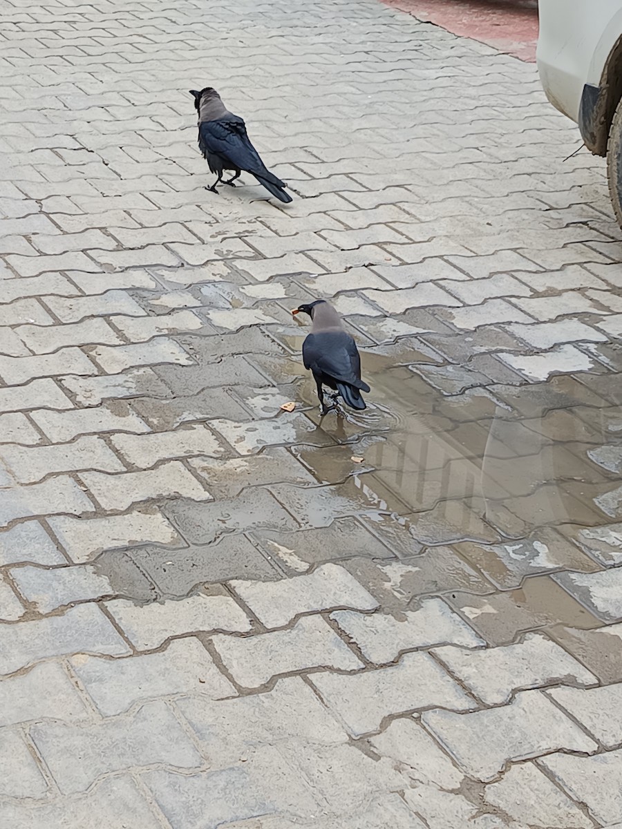 House Crow - ML638217204