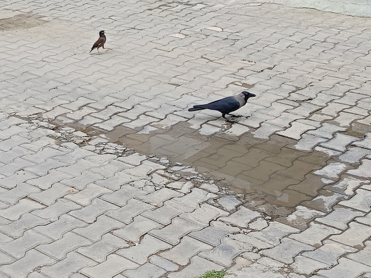 House Crow - ML638217205