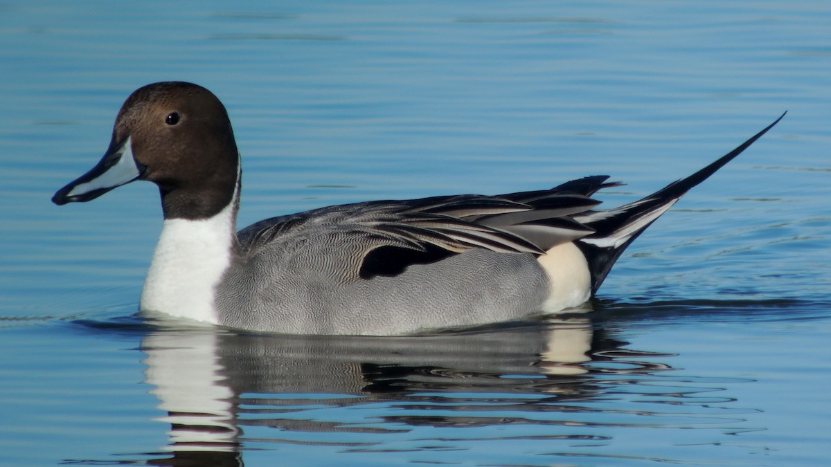 Northern Pintail - ML638217208