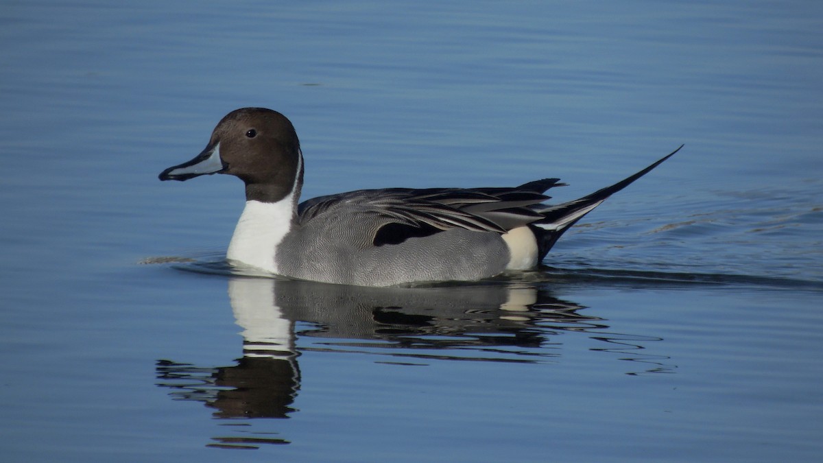 Northern Pintail - ML638217209