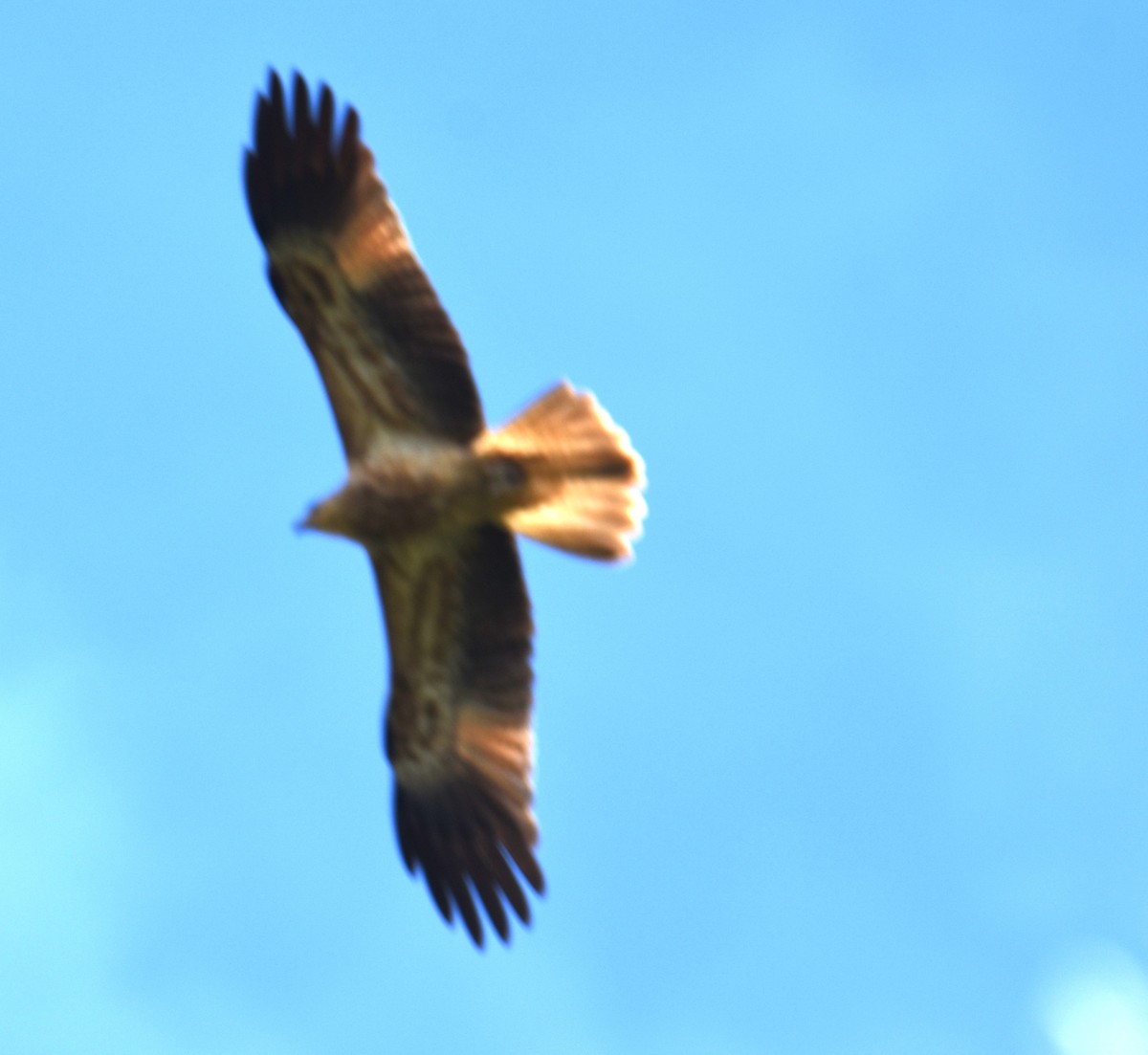 Whistling Kite - ML638217211