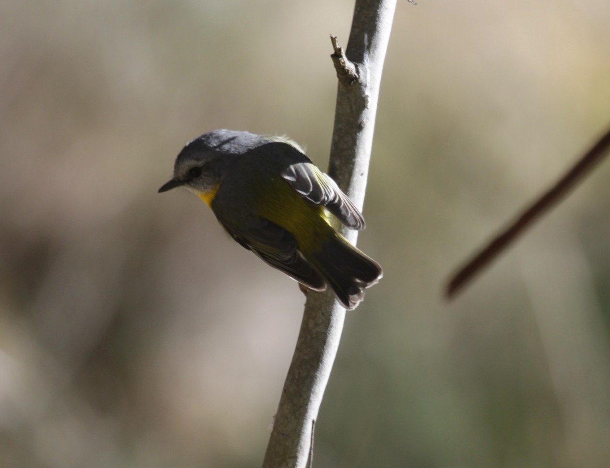 Eastern Yellow Robin - ML638217220