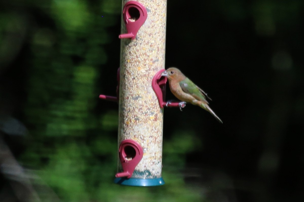 Painted Bunting - ML638217225