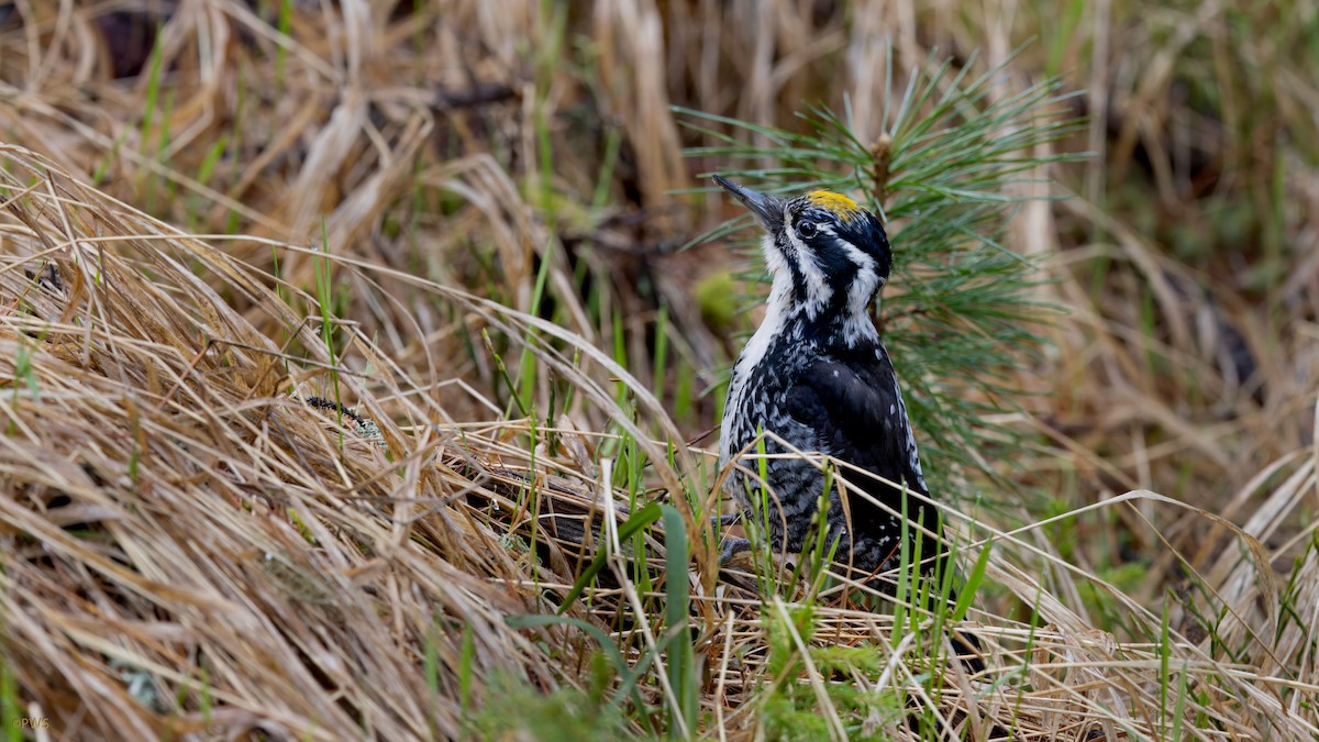 Eurasian Three-toed Woodpecker - ML638217226