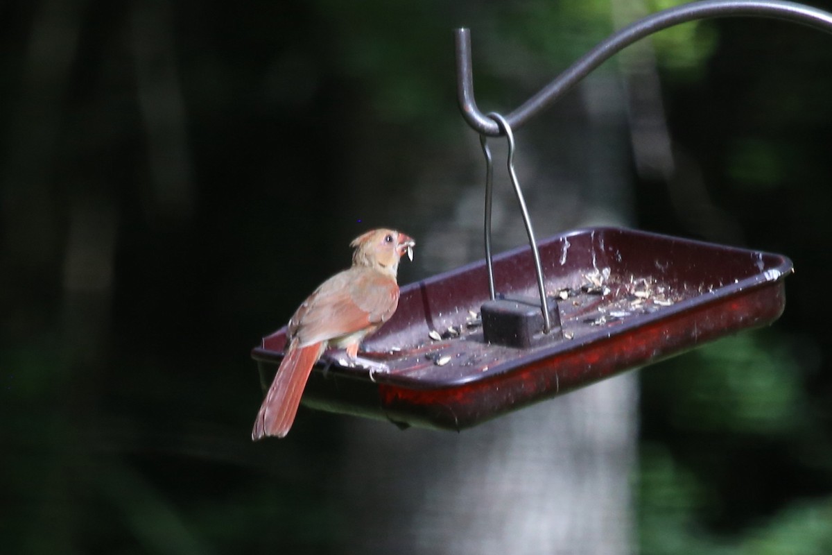 Northern Cardinal (Common) - ML638217227