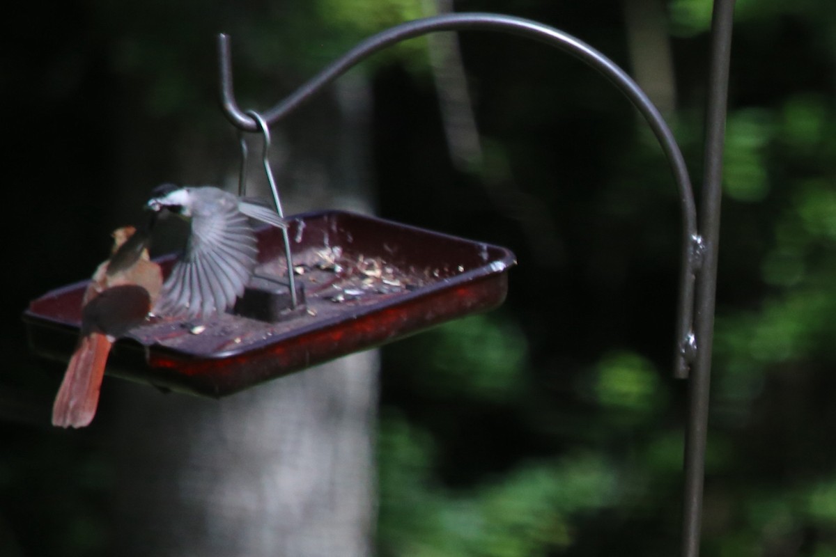 Carolina Chickadee - ML638217228