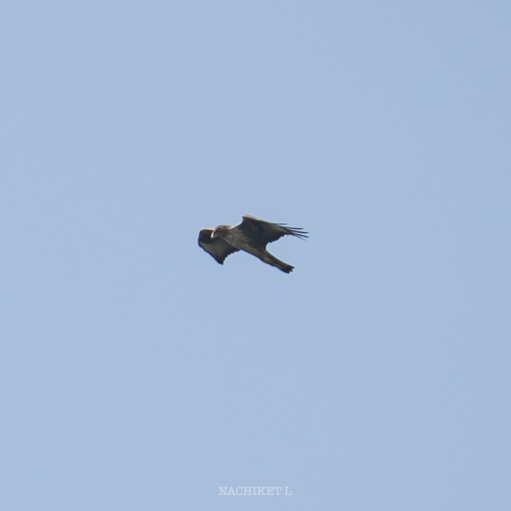 Bonelli's Eagle - ML638217231