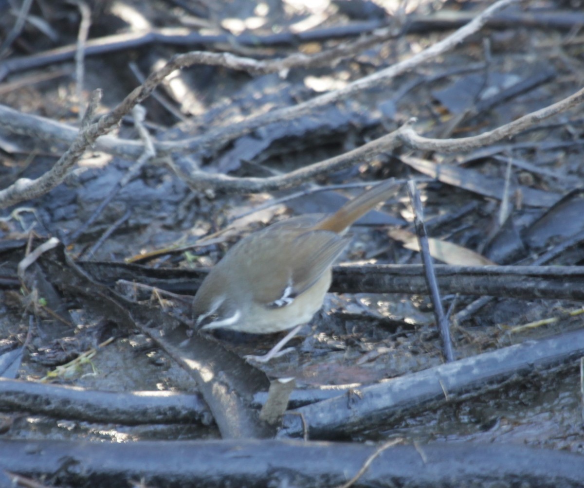 White-browed Scrubwren - ML638217246