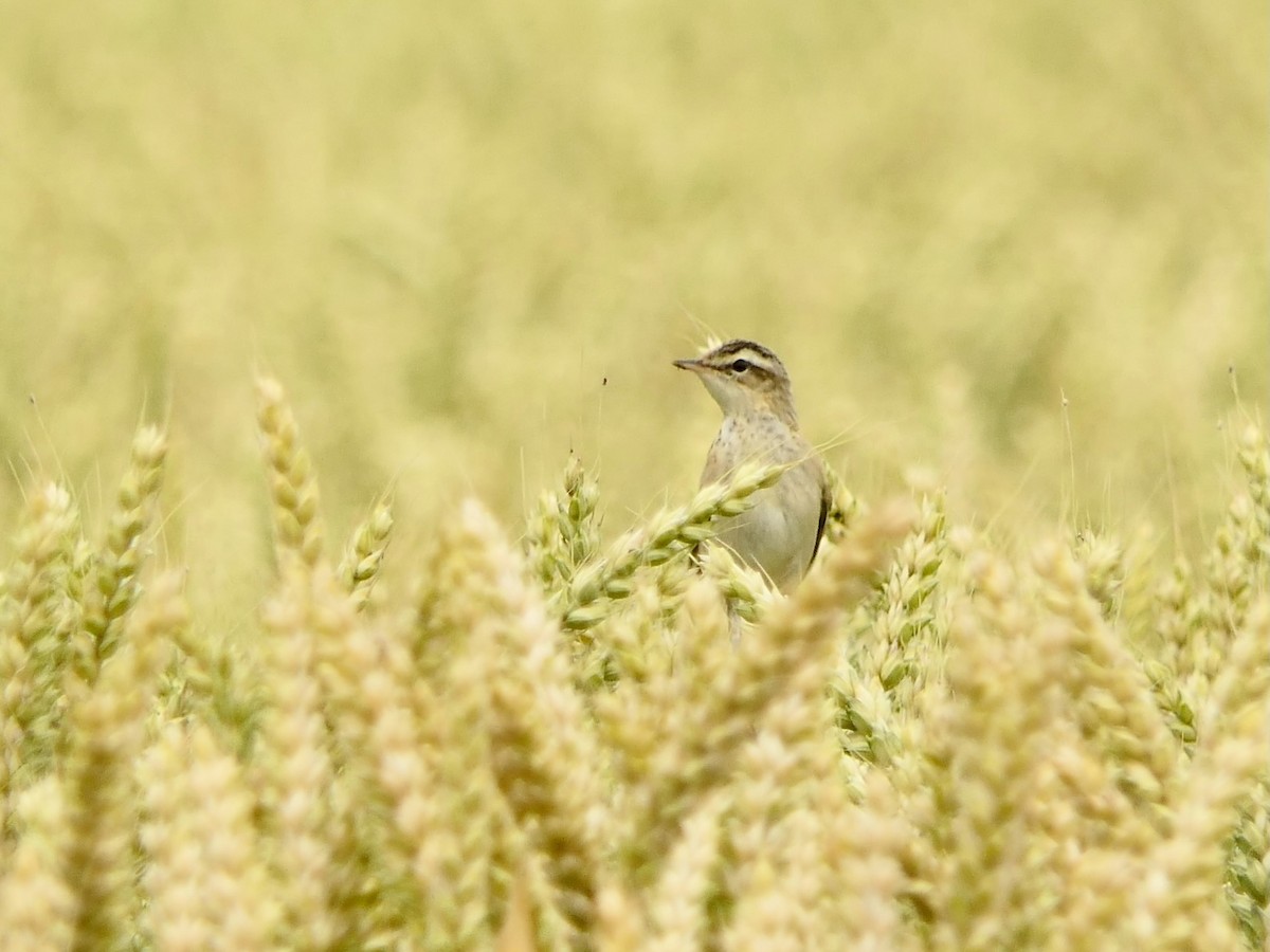 Sedge Warbler - ML638217255