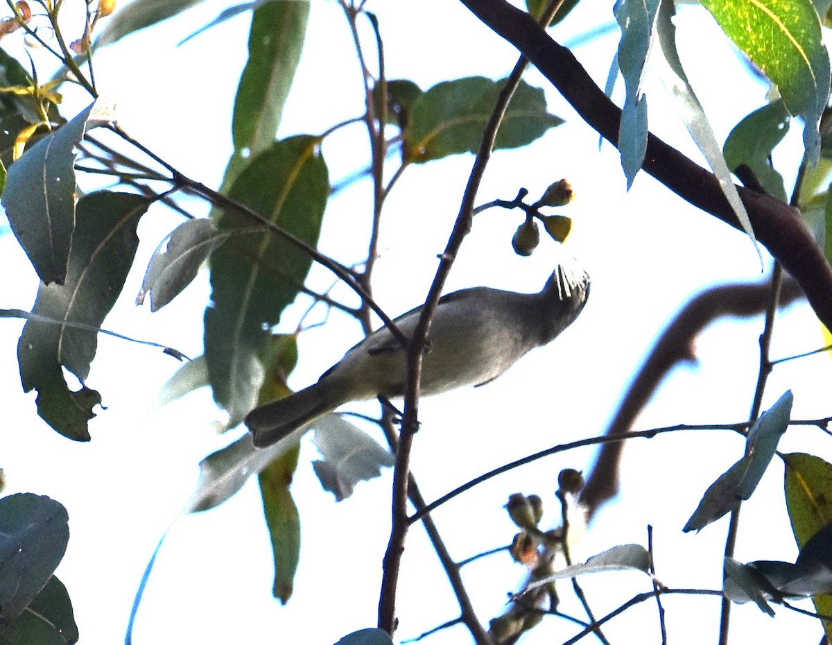 Brown Honeyeater - ML638217256