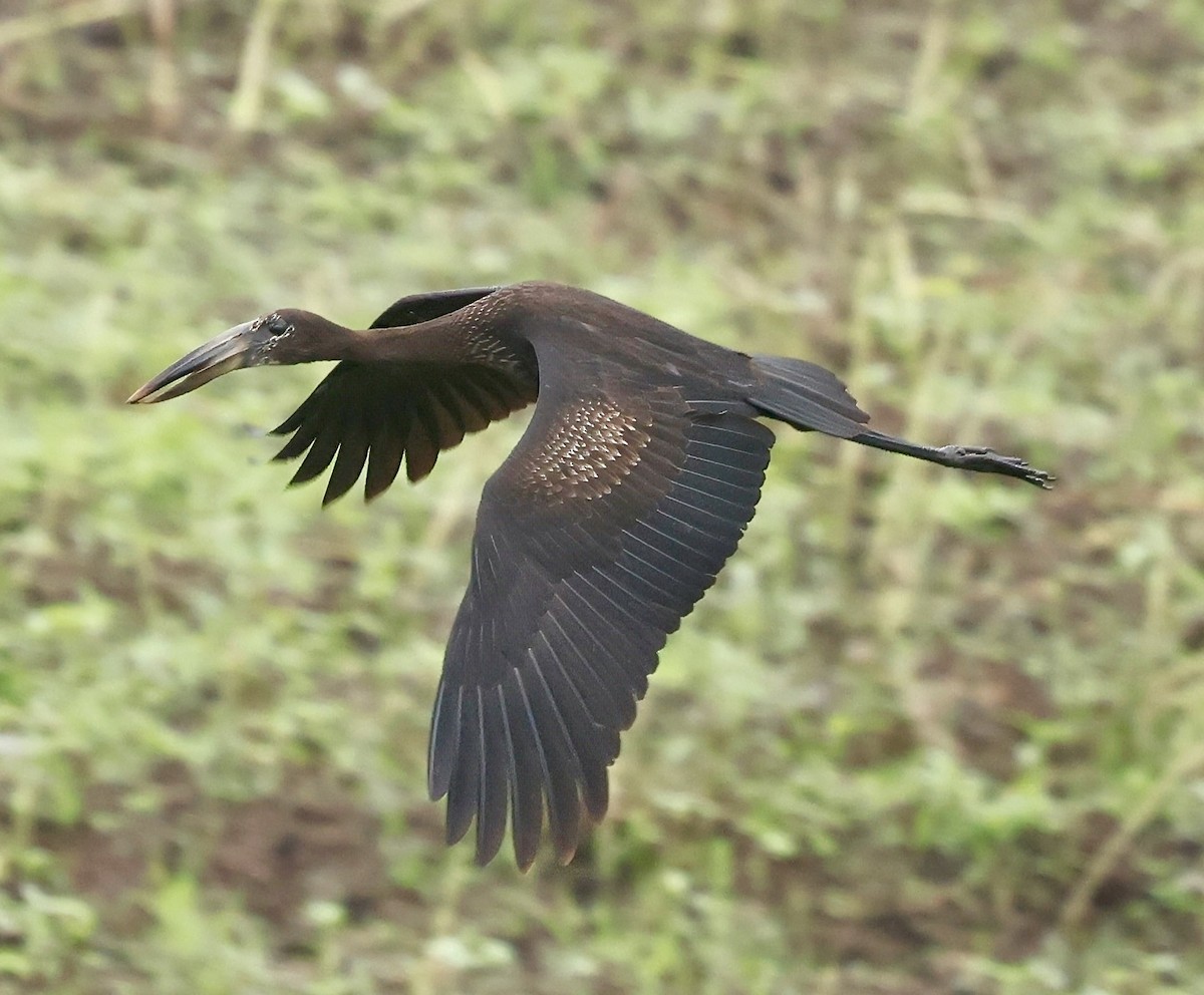 African Openbill - ML638217257