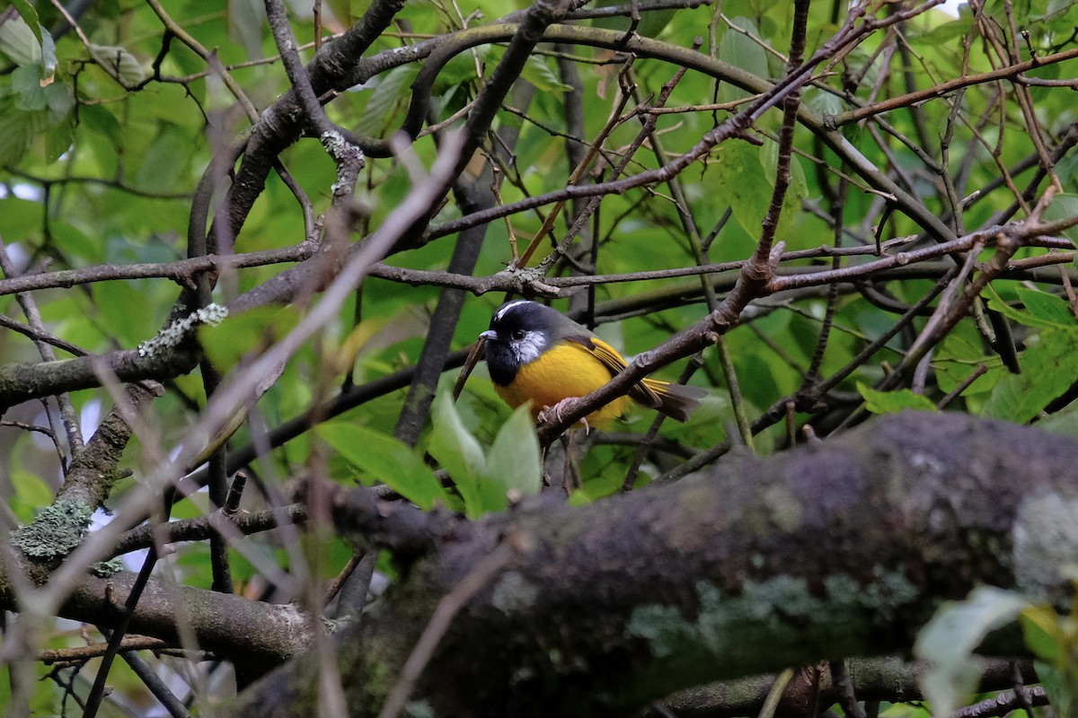 Golden-breasted Fulvetta - ML638217262