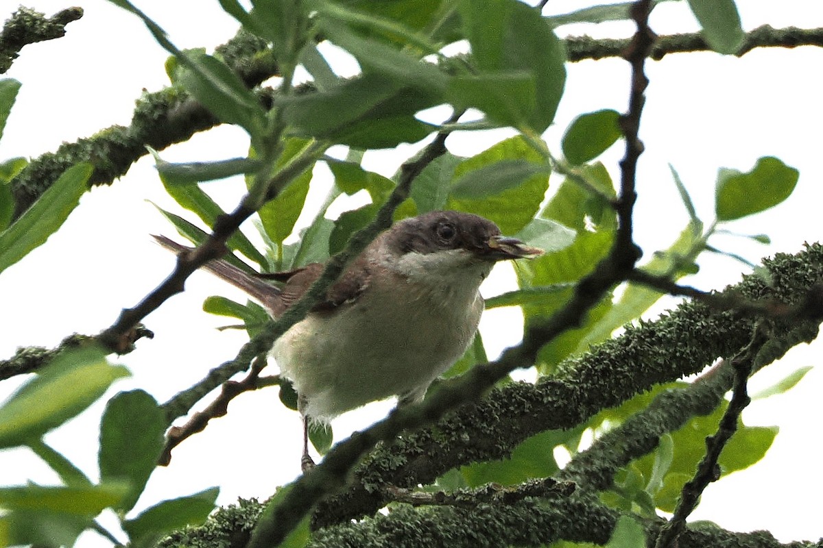 Lesser Whitethroat - ML638217306