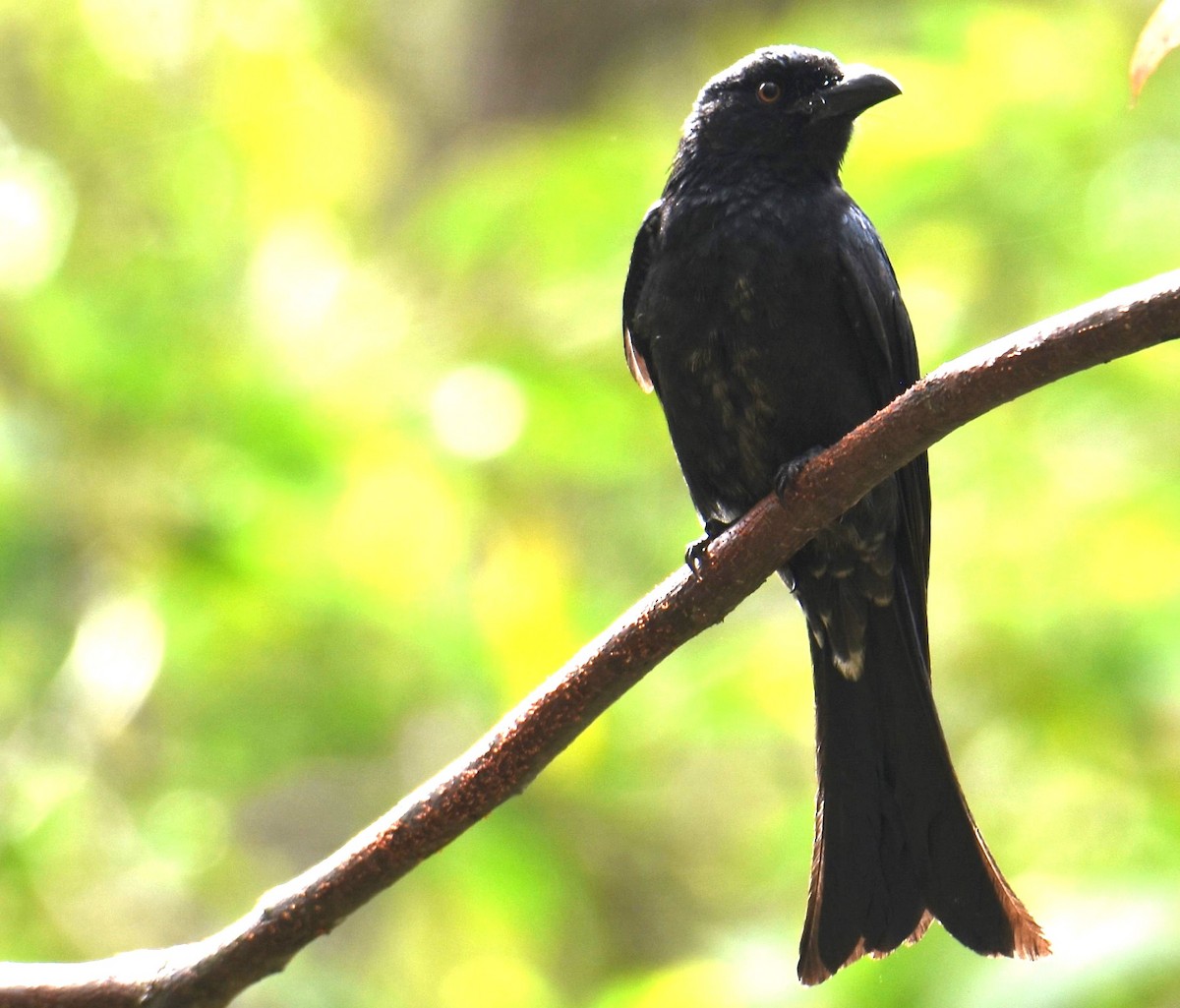 Spangled Drongo - ML638217310