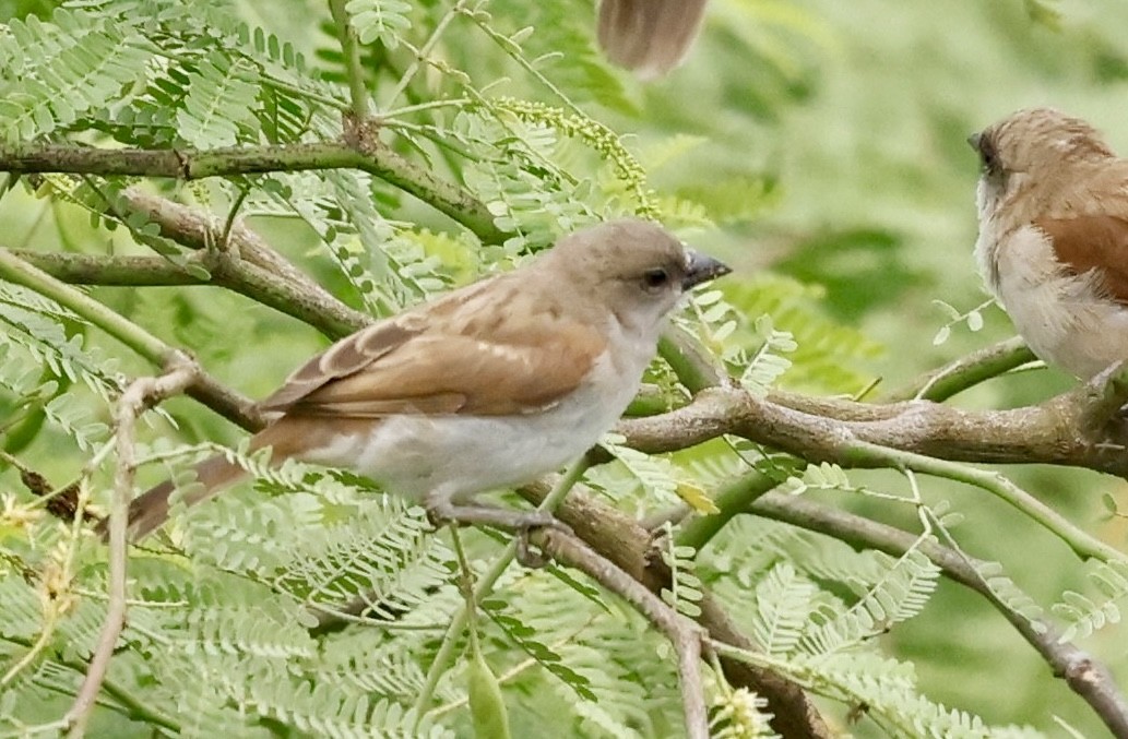 Southern Gray-headed Sparrow - ML638217311