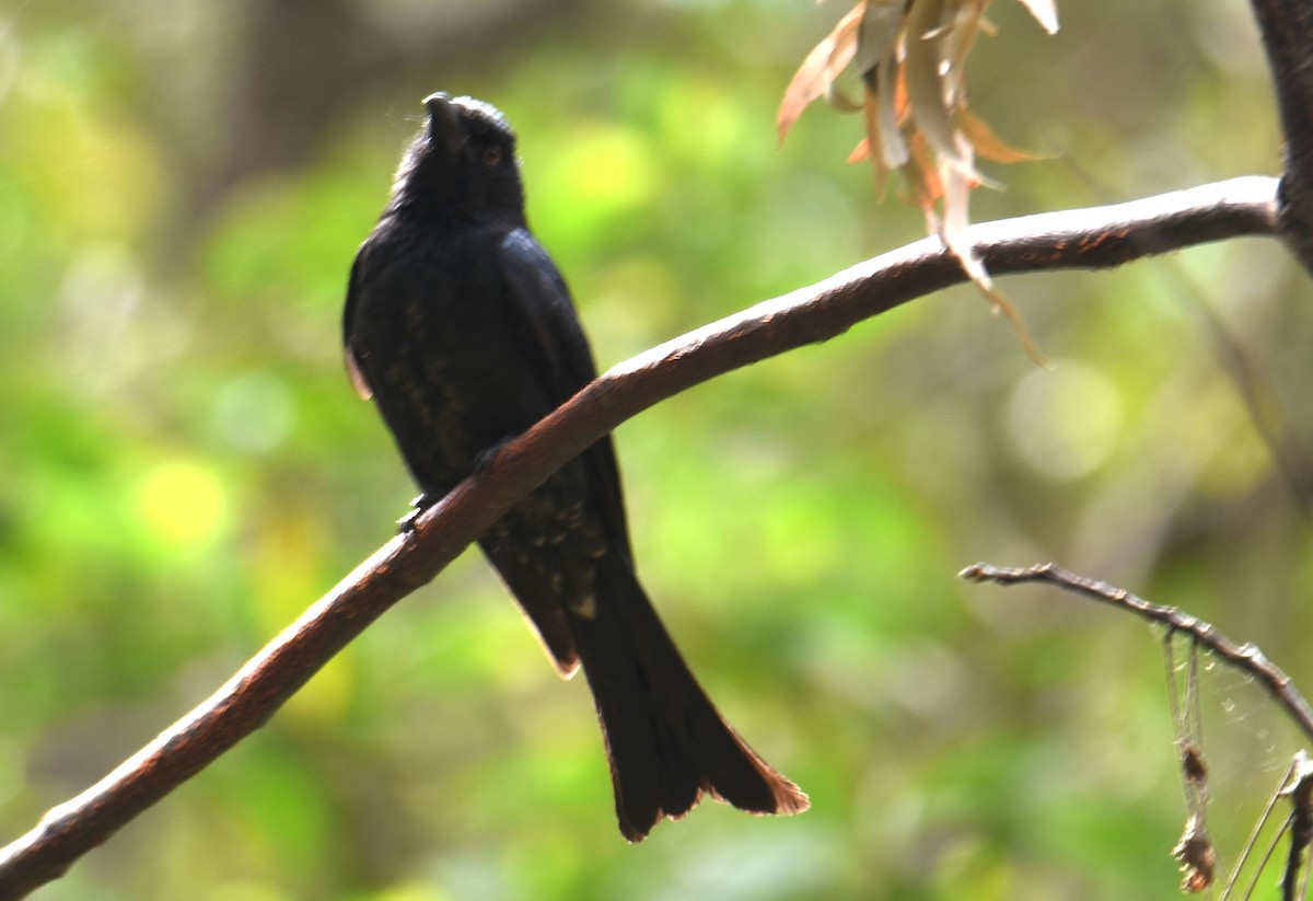Spangled Drongo - ML638217312