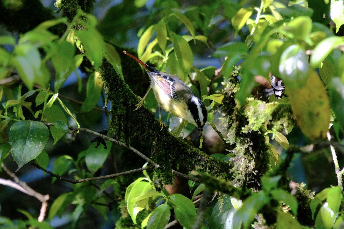 Red-tailed Minla - ML638217361
