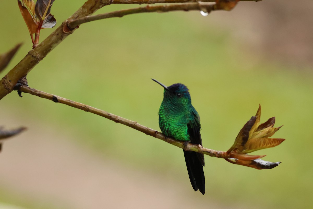 Violet-capped Woodnymph - ML638217369