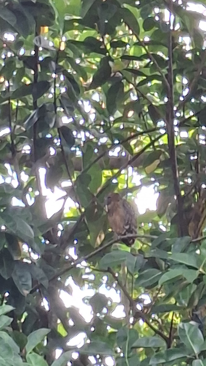 Buffy Fish-Owl - ML638217373