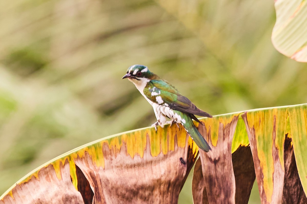 Dideric Cuckoo - ML638217375