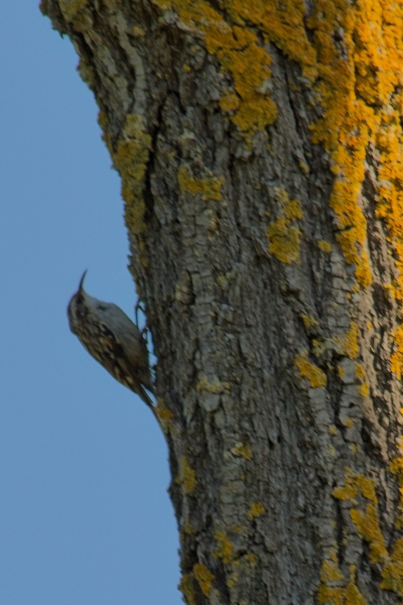 Short-toed Treecreeper - ML638217384