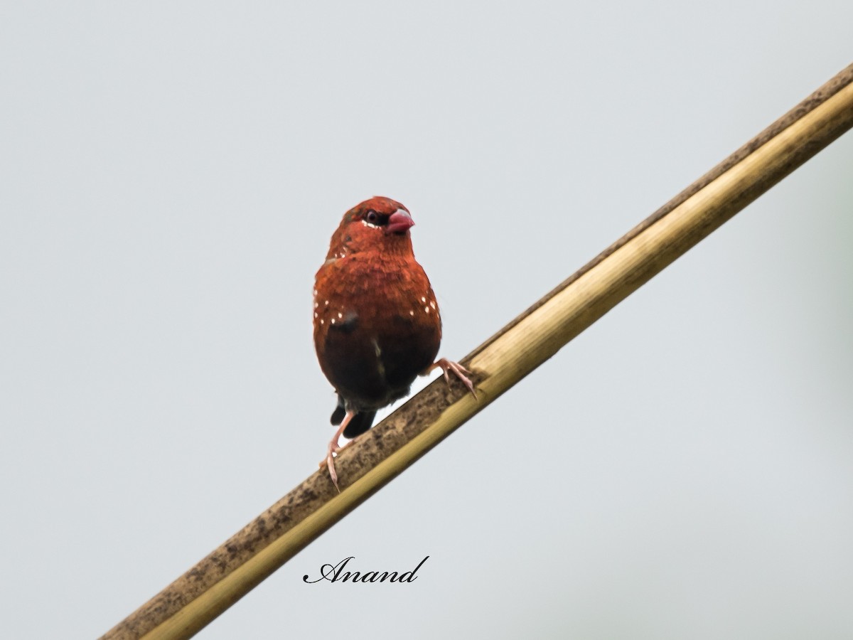 Red Avadavat - ML638217427