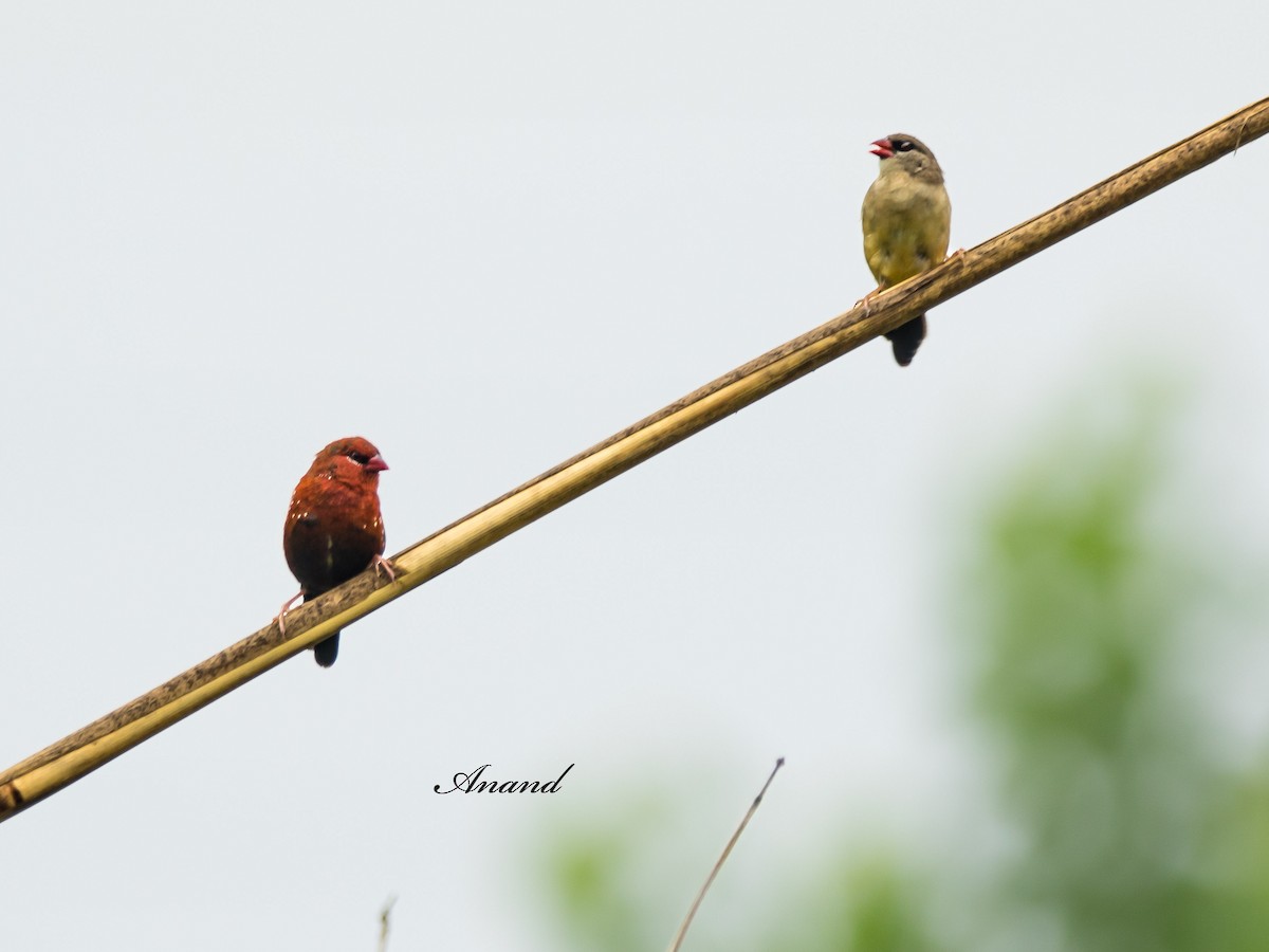 Red Avadavat - ML638217428