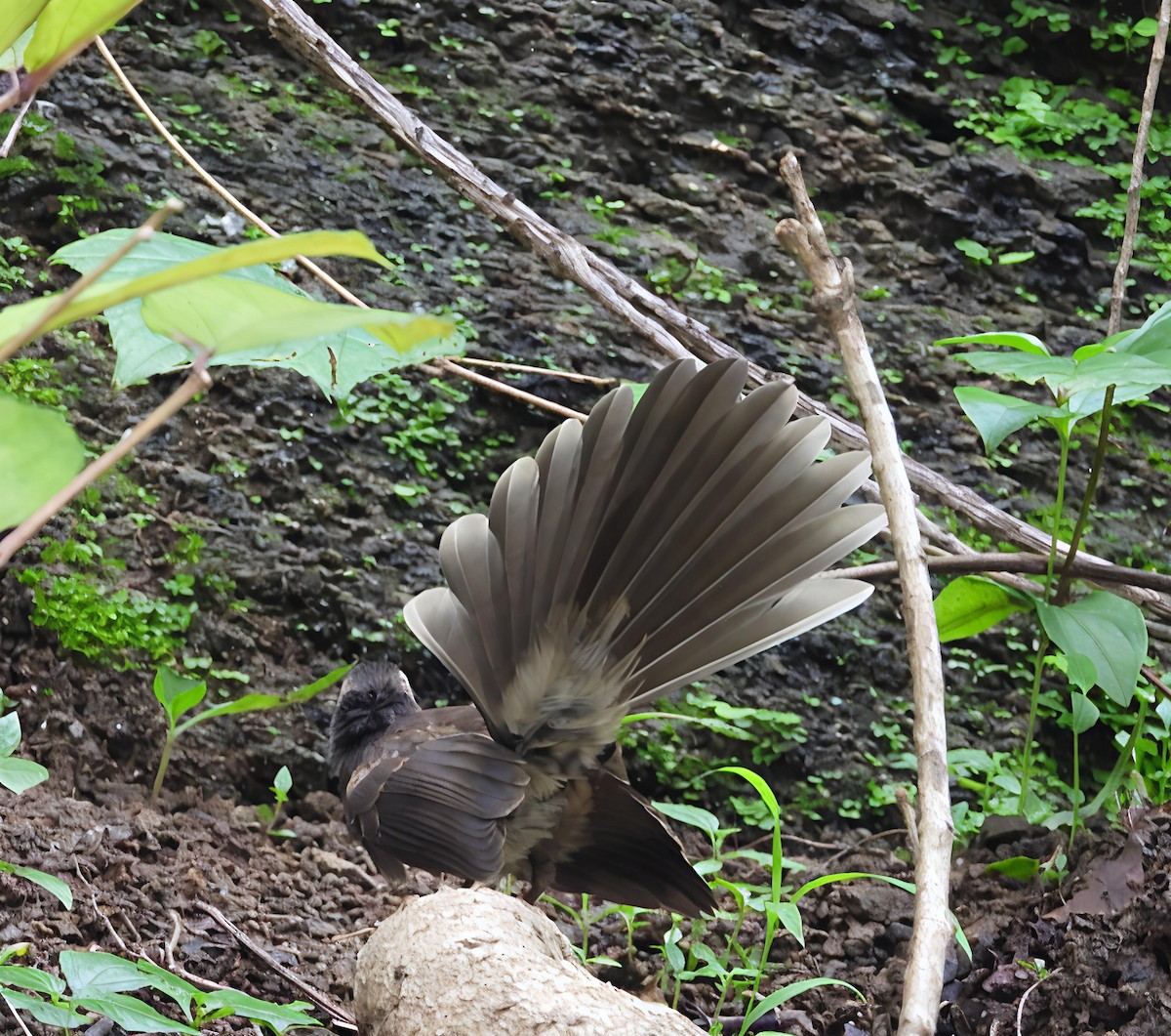 Spot-breasted Fantail - ML638217435