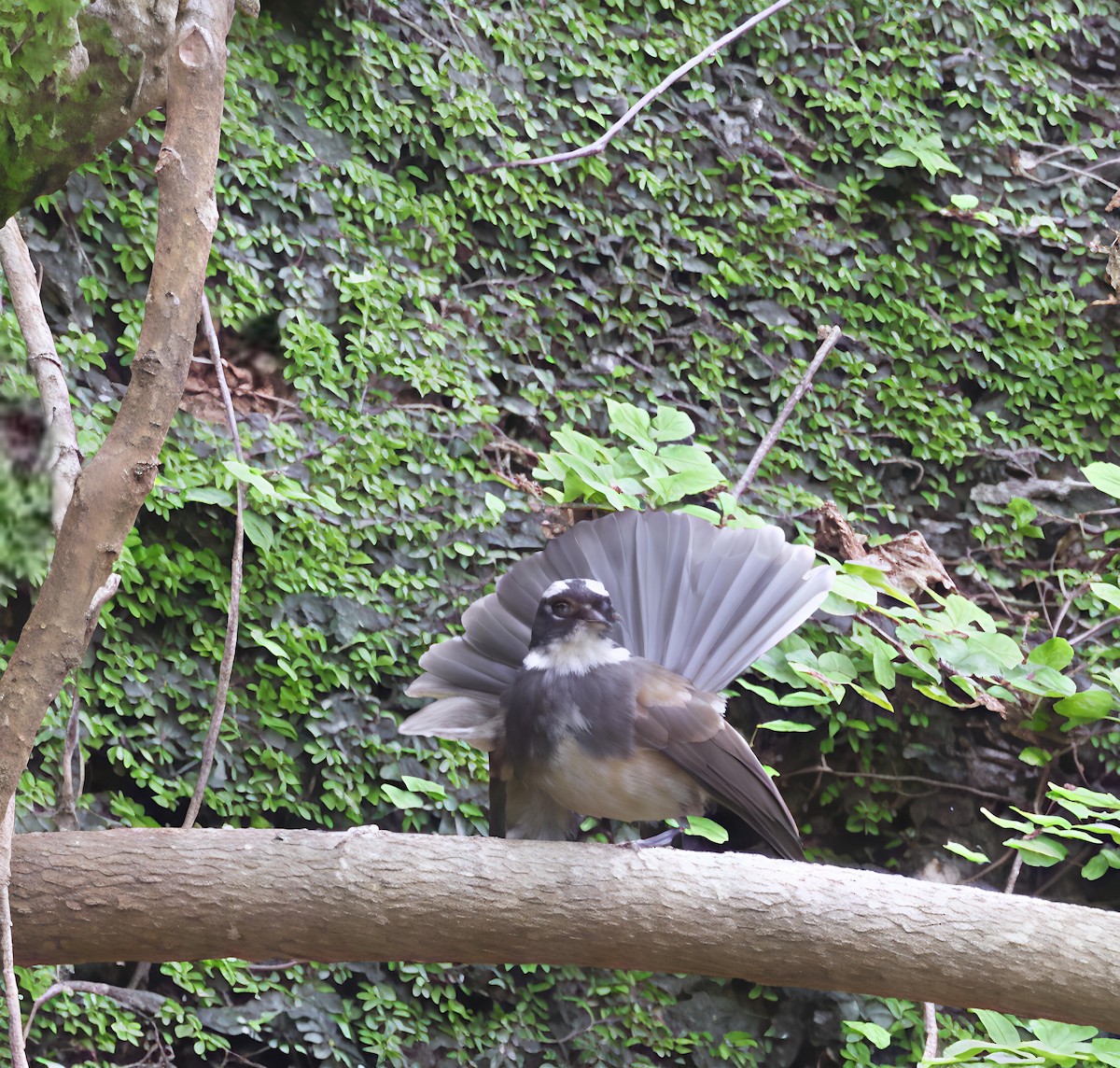 Spot-breasted Fantail - ML638217436