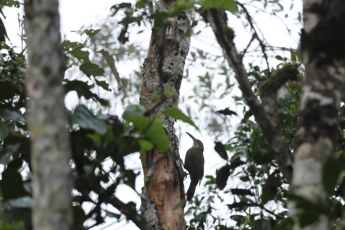 White-throated Woodcreeper - ML638217438