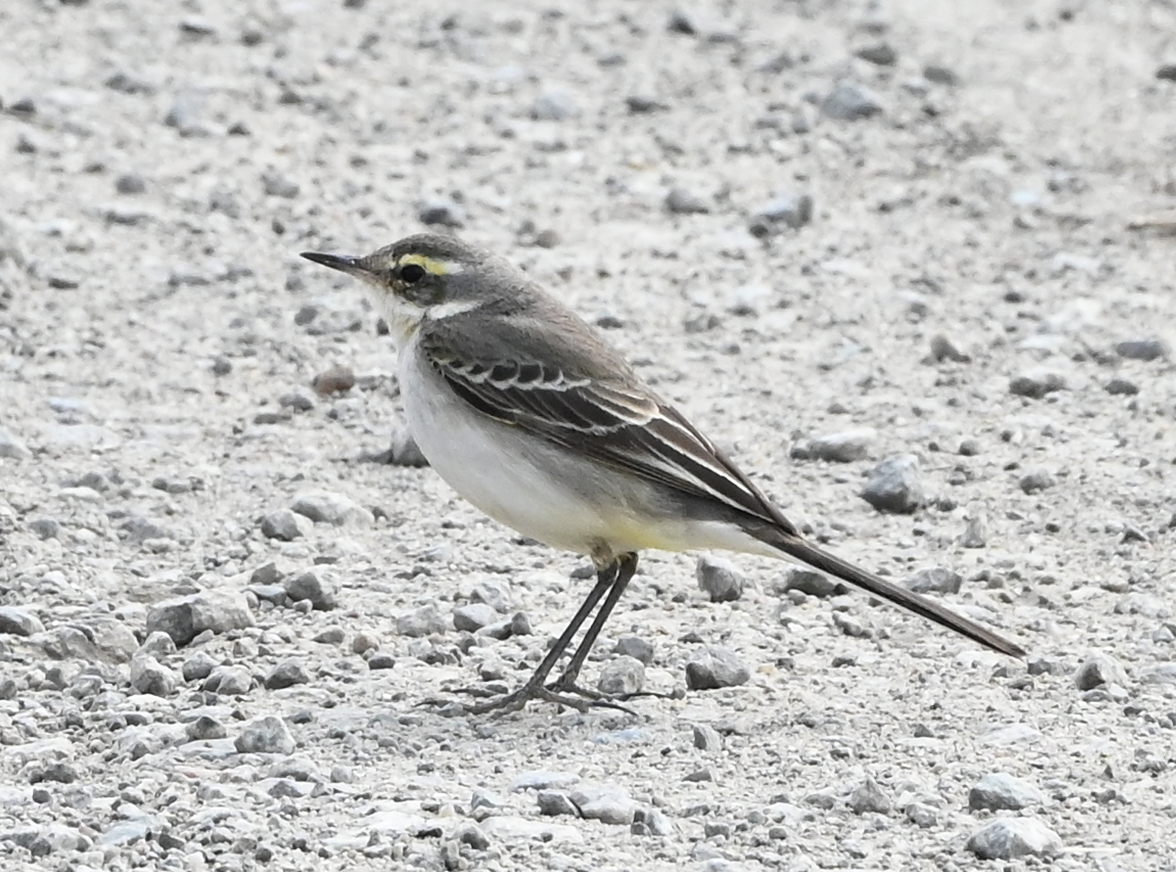 Eastern Yellow Wagtail - ML638217446