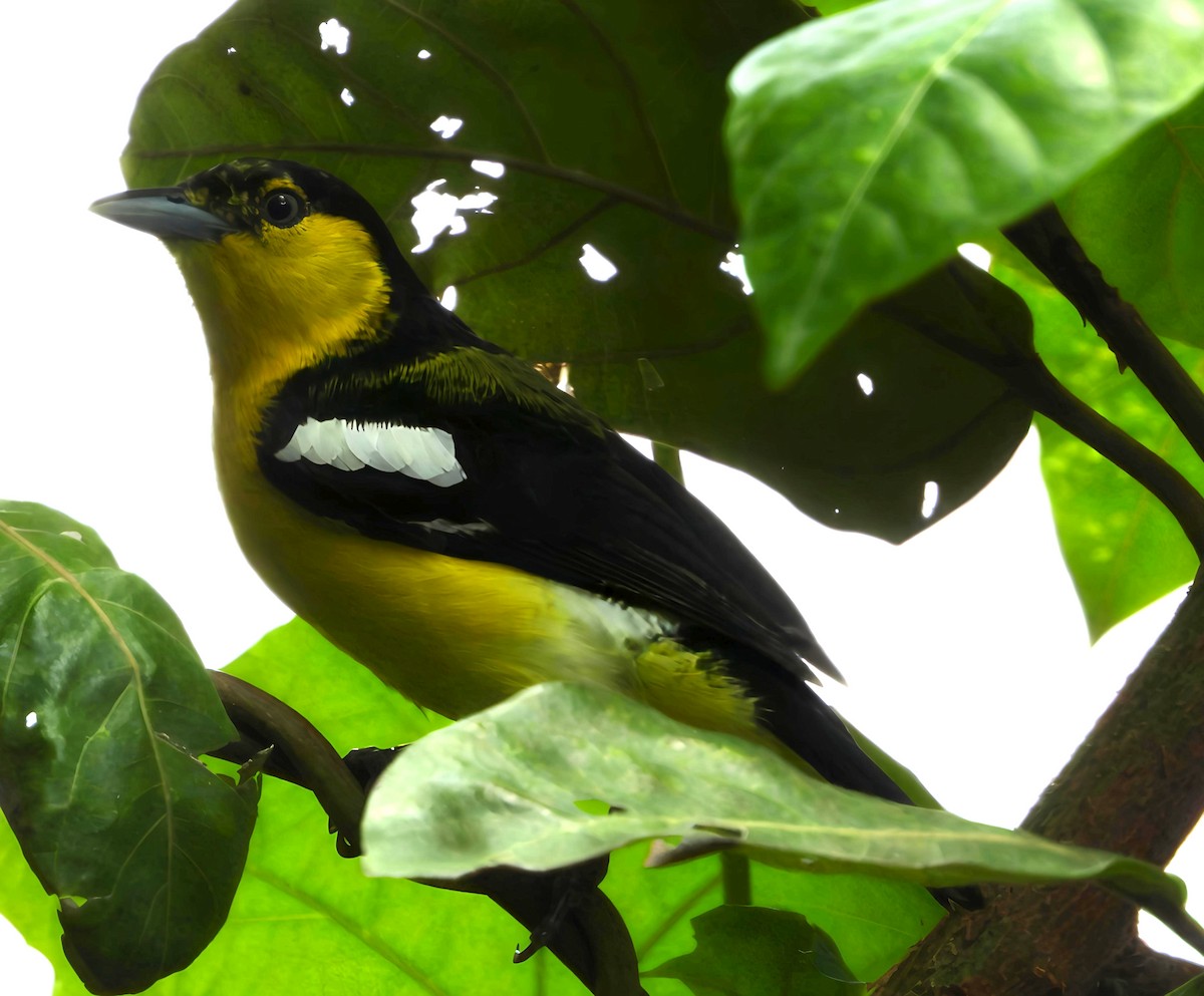 Common Iora - ML638217449