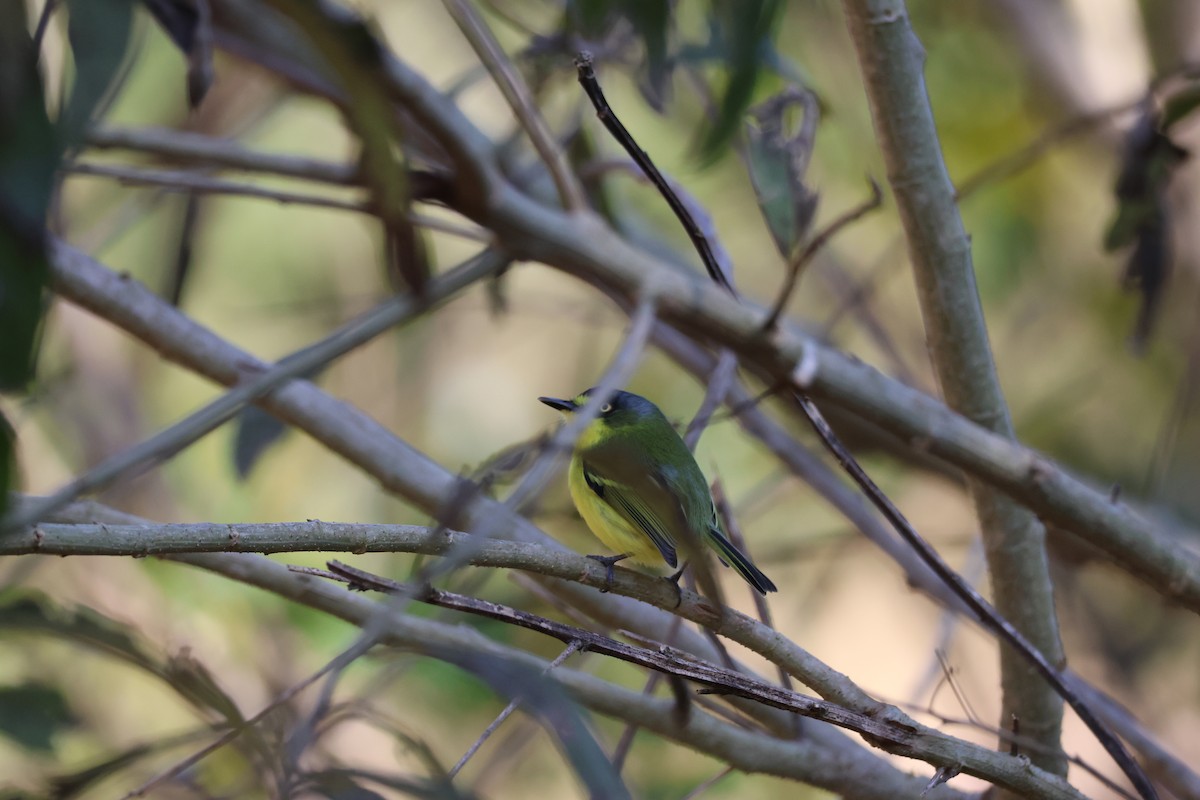 Gray-headed Tody-Flycatcher - ML638217452
