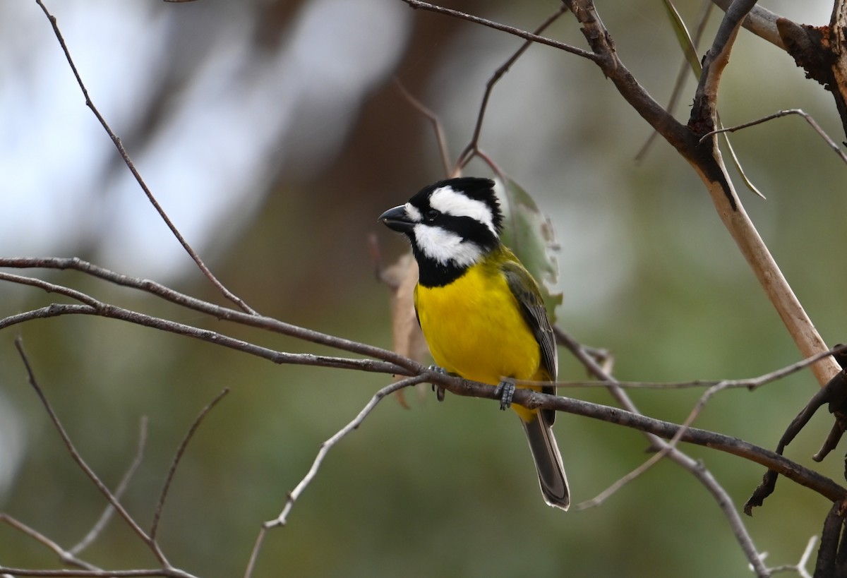 Eastern Shrike-tit - ML638217453