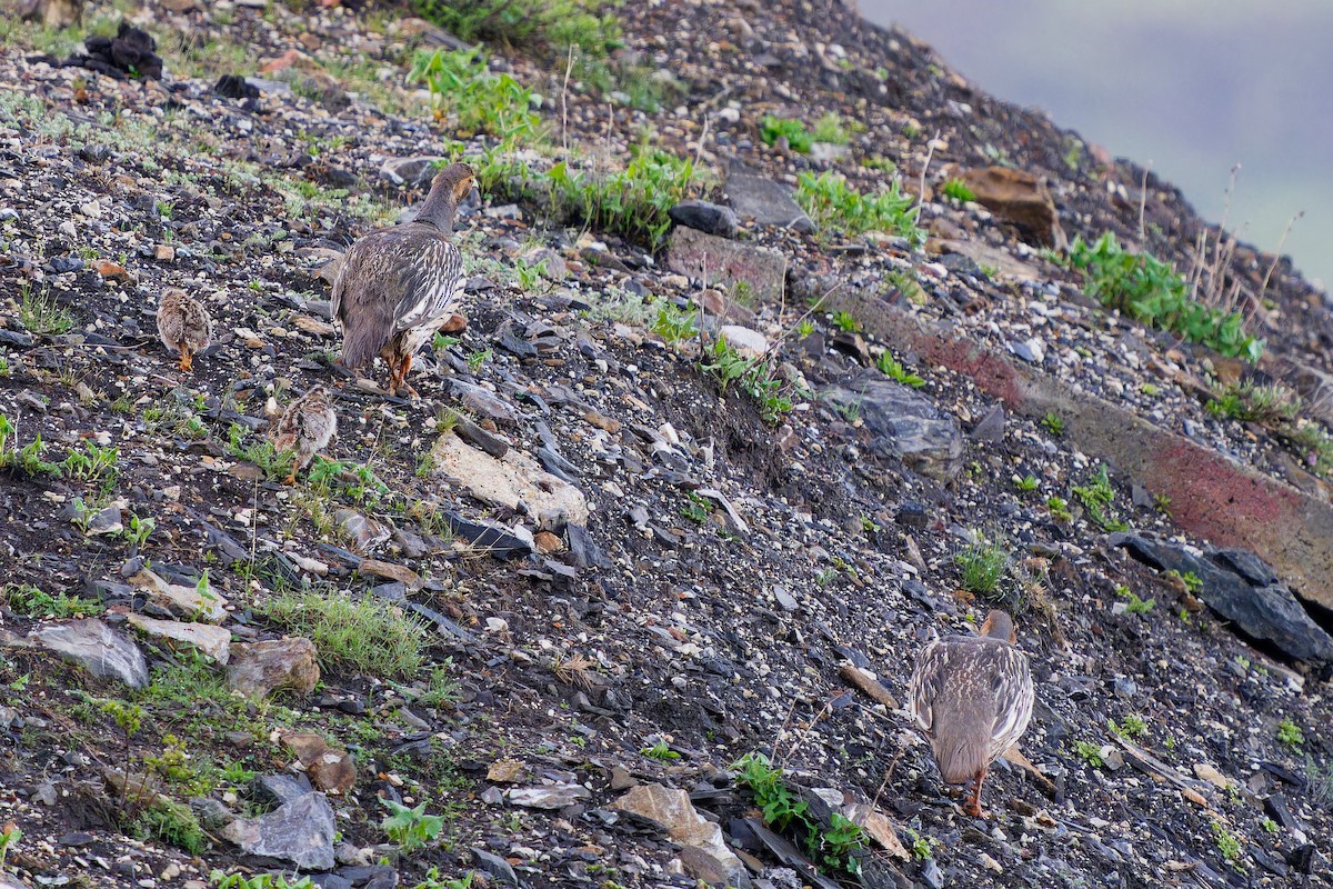 Tibetan Snowcock - ML638217455